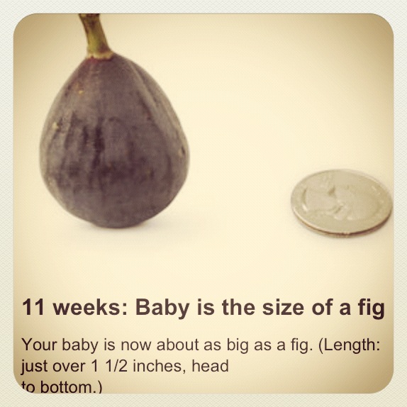 Week 11 – size of a fig