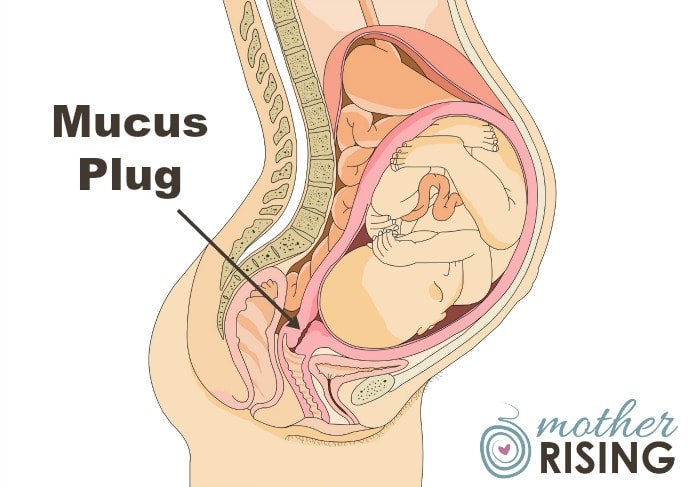 human mucus plug discharge